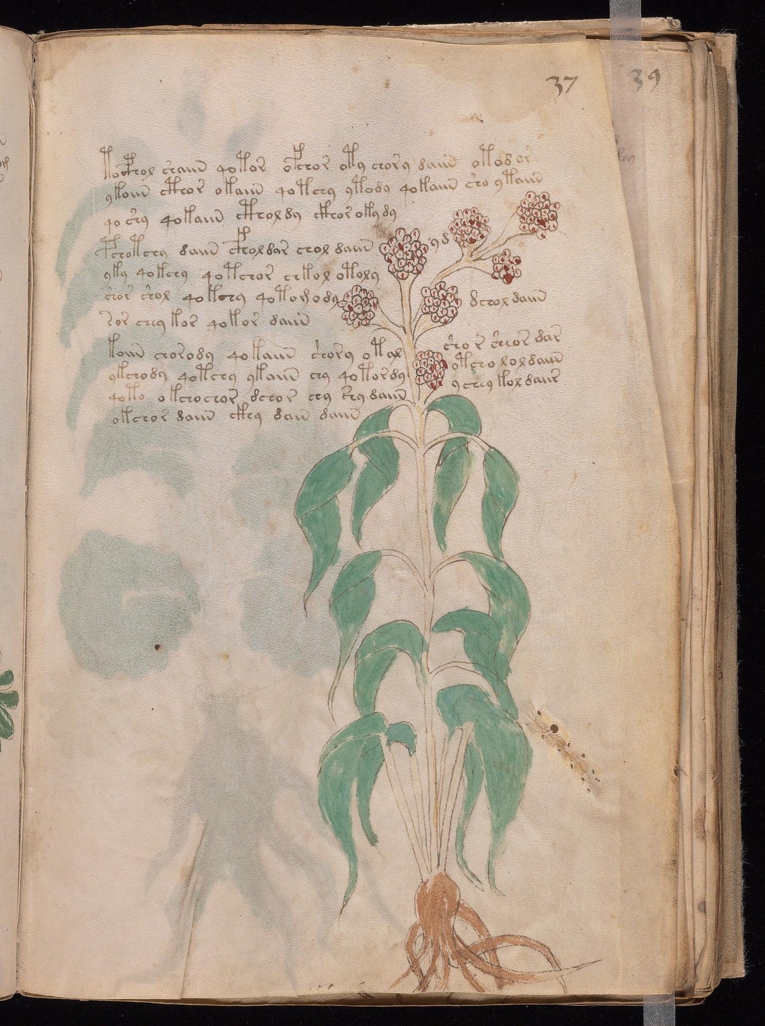 Voynich Manuscript folio f37r — Beinecke MS 408